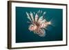 Lionfish-Michele Westmorland-Framed Photographic Print