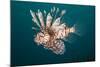 Lionfish-Michele Westmorland-Mounted Photographic Print