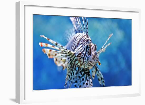 Lionfish-manchu-Framed Photographic Print