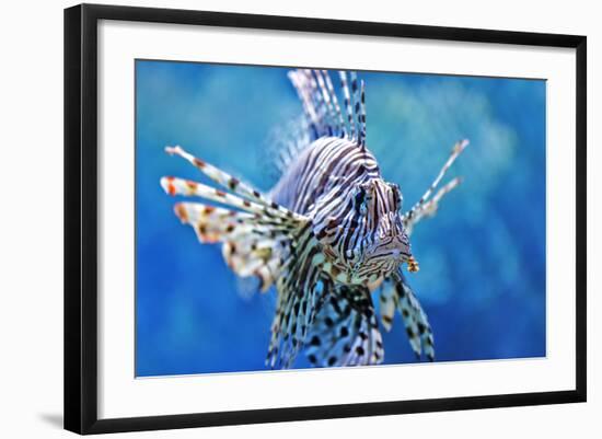 Lionfish-manchu-Framed Photographic Print