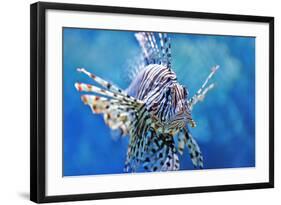 Lionfish-manchu-Framed Photographic Print