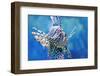 Lionfish-manchu-Framed Photographic Print