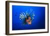 Lionfish-Barathieu Gabriel-Framed Photographic Print