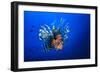 Lionfish-Barathieu Gabriel-Framed Photographic Print