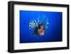 Lionfish-Barathieu Gabriel-Framed Photographic Print