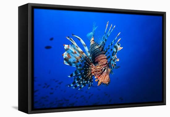 Lionfish-Barathieu Gabriel-Framed Stretched Canvas