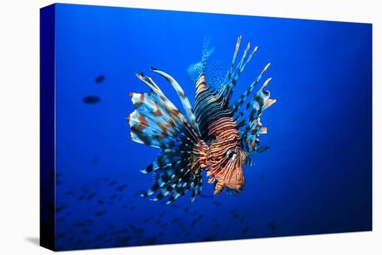 Lionfish-Barathieu Gabriel-Stretched Canvas