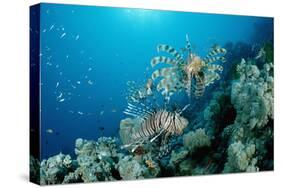 Lionfishes or Turkeyfishes near a Coral Reef (Pterois Volitans), Indian Ocean.-Reinhard Dirscherl-Stretched Canvas