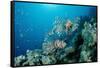 Lionfishes or Turkeyfishes near a Coral Reef (Pterois Volitans), Indian Ocean.-Reinhard Dirscherl-Framed Stretched Canvas