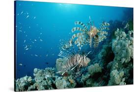 Lionfishes or Turkeyfishes near a Coral Reef (Pterois Volitans), Indian Ocean.-Reinhard Dirscherl-Stretched Canvas