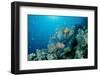 Lionfishes or Turkeyfishes near a Coral Reef (Pterois Volitans), Indian Ocean.-Reinhard Dirscherl-Framed Photographic Print