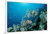 Lionfishes or Turkeyfishes near a Coral Reef (Pterois Volitans), Indian Ocean.-Reinhard Dirscherl-Framed Photographic Print