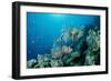 Lionfishes or Turkeyfishes near a Coral Reef (Pterois Volitans), Indian Ocean.-Reinhard Dirscherl-Framed Photographic Print