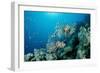 Lionfishes or Turkeyfishes near a Coral Reef (Pterois Volitans), Indian Ocean.-Reinhard Dirscherl-Framed Photographic Print