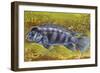 Lionhead Cichlid (Steatocranus Casuarius), Cichlidae-null-Framed Giclee Print