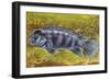 Lionhead Cichlid (Steatocranus Casuarius), Cichlidae-null-Framed Giclee Print