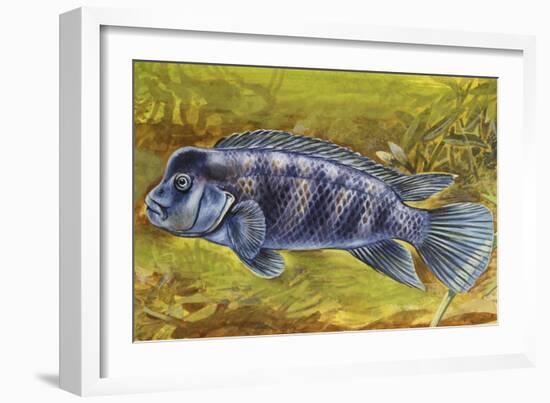 Lionhead Cichlid (Steatocranus Casuarius), Cichlidae-null-Framed Giclee Print