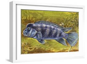 Lionhead Cichlid (Steatocranus Casuarius), Cichlidae-null-Framed Giclee Print