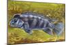 Lionhead Cichlid (Steatocranus Casuarius), Cichlidae-null-Mounted Giclee Print