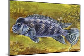 Lionhead Cichlid (Steatocranus Casuarius), Cichlidae-null-Mounted Giclee Print