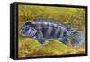 Lionhead Cichlid (Steatocranus Casuarius), Cichlidae-null-Framed Stretched Canvas