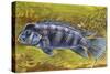 Lionhead Cichlid (Steatocranus Casuarius), Cichlidae-null-Stretched Canvas