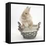 Lionhead Cross Bunny in a Basket-Mark Taylor-Framed Stretched Canvas