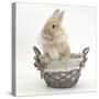 Lionhead Cross Bunny in a Basket-Mark Taylor-Stretched Canvas