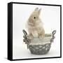 Lionhead Cross Bunny in a Basket-Mark Taylor-Framed Stretched Canvas