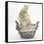 Lionhead Cross Bunny in a Basket-Mark Taylor-Framed Stretched Canvas