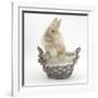 Lionhead Cross Bunny in a Basket-Mark Taylor-Framed Photographic Print