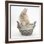 Lionhead Cross Bunny in a Basket-Mark Taylor-Framed Photographic Print