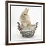 Lionhead Cross Bunny in a Basket-Mark Taylor-Framed Photographic Print