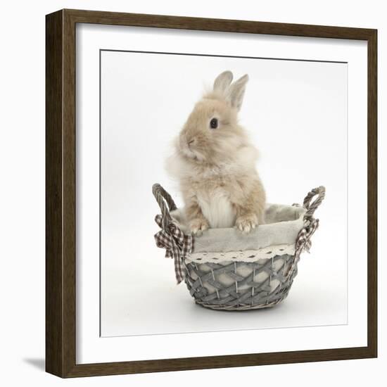 Lionhead Cross Bunny in a Basket-Mark Taylor-Framed Photographic Print