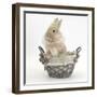 Lionhead Cross Bunny in a Basket-Mark Taylor-Framed Photographic Print