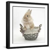 Lionhead Cross Bunny in a Basket-Mark Taylor-Framed Photographic Print