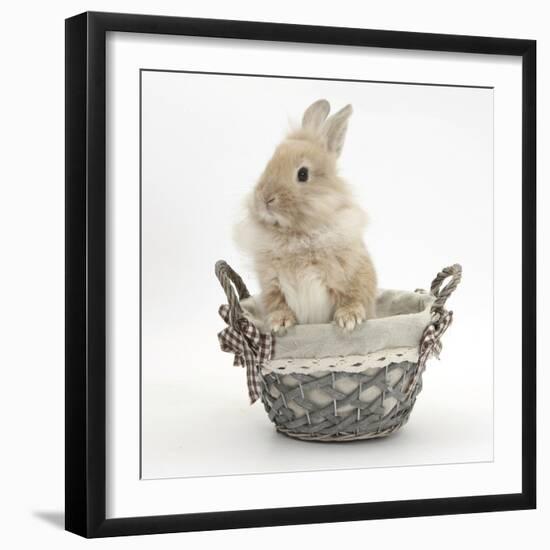 Lionhead Cross Bunny in a Basket-Mark Taylor-Framed Photographic Print