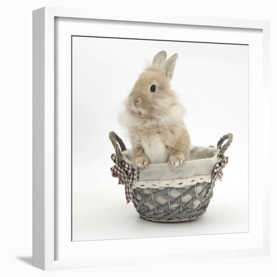 Lionhead Cross Bunny in a Basket-Mark Taylor-Framed Photographic Print