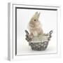 Lionhead Cross Bunny in a Basket-Mark Taylor-Framed Photographic Print