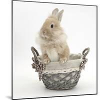 Lionhead Cross Bunny in a Basket-Mark Taylor-Mounted Photographic Print