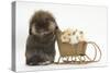 Lionhead-Cross Rabbit Pushing Two Young Guinea Pigs in a Wicker Toy Sledge-Mark Taylor-Stretched Canvas