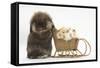 Lionhead-Cross Rabbit Pushing Two Young Guinea Pigs in a Wicker Toy Sledge-Mark Taylor-Framed Stretched Canvas