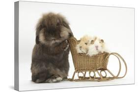 Lionhead-Cross Rabbit Pushing Two Young Guinea Pigs in a Wicker Toy Sledge-Mark Taylor-Stretched Canvas
