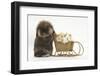 Lionhead-Cross Rabbit Pushing Two Young Guinea Pigs in a Wicker Toy Sledge-Mark Taylor-Framed Photographic Print