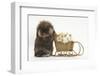 Lionhead-Cross Rabbit Pushing Two Young Guinea Pigs in a Wicker Toy Sledge-Mark Taylor-Framed Photographic Print