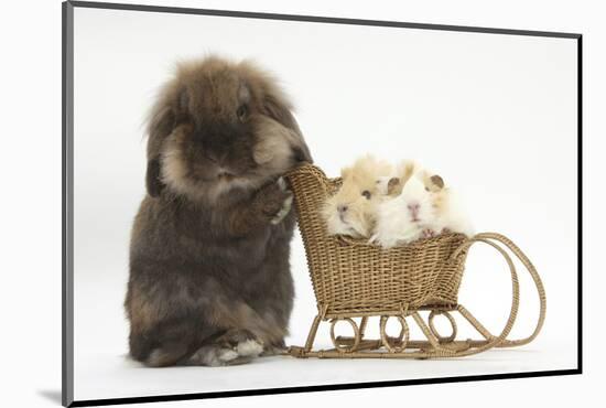 Lionhead-Cross Rabbit Pushing Two Young Guinea Pigs in a Wicker Toy Sledge-Mark Taylor-Mounted Photographic Print