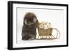 Lionhead-Cross Rabbit Pushing Two Young Guinea Pigs in a Wicker Toy Sledge-Mark Taylor-Framed Photographic Print