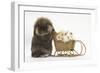 Lionhead-Cross Rabbit Pushing Two Young Guinea Pigs in a Wicker Toy Sledge-Mark Taylor-Framed Photographic Print