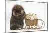 Lionhead-Cross Rabbit Pushing Two Young Guinea Pigs in a Wicker Toy Sledge-Mark Taylor-Mounted Photographic Print