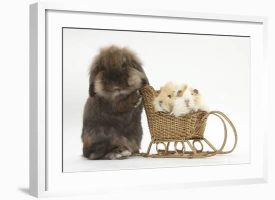 Lionhead-Cross Rabbit Pushing Two Young Guinea Pigs in a Wicker Toy Sledge-Mark Taylor-Framed Photographic Print